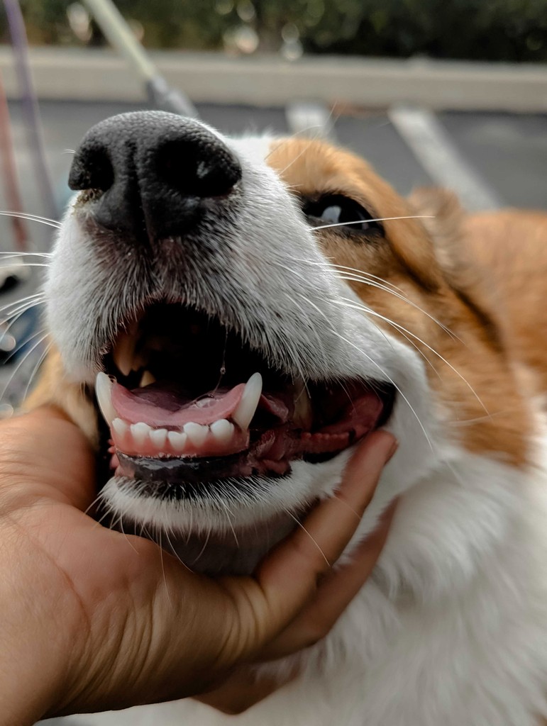 A dog enjoying outdoor time